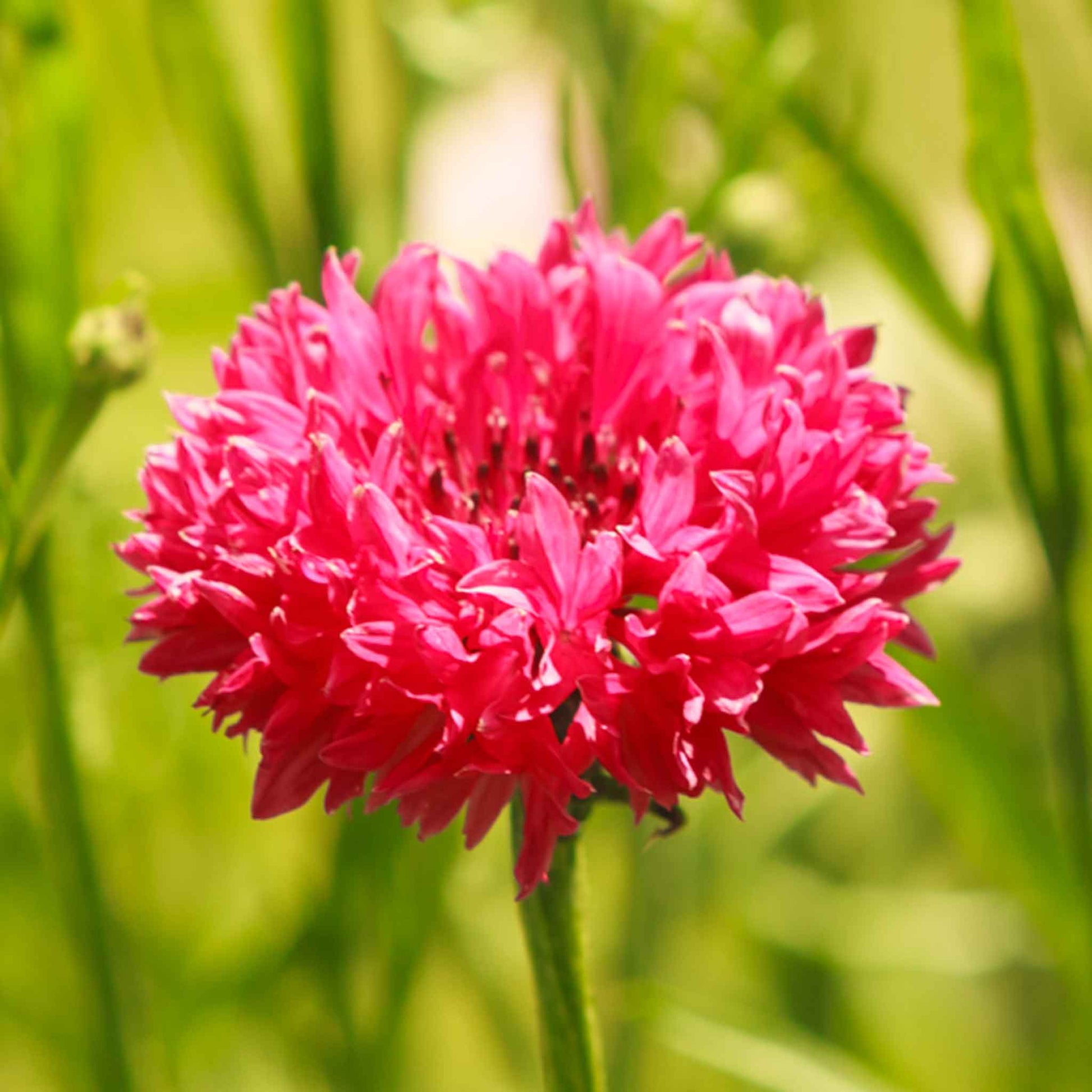 Deep red tall cornflower bloom with green stem against a bright green background.