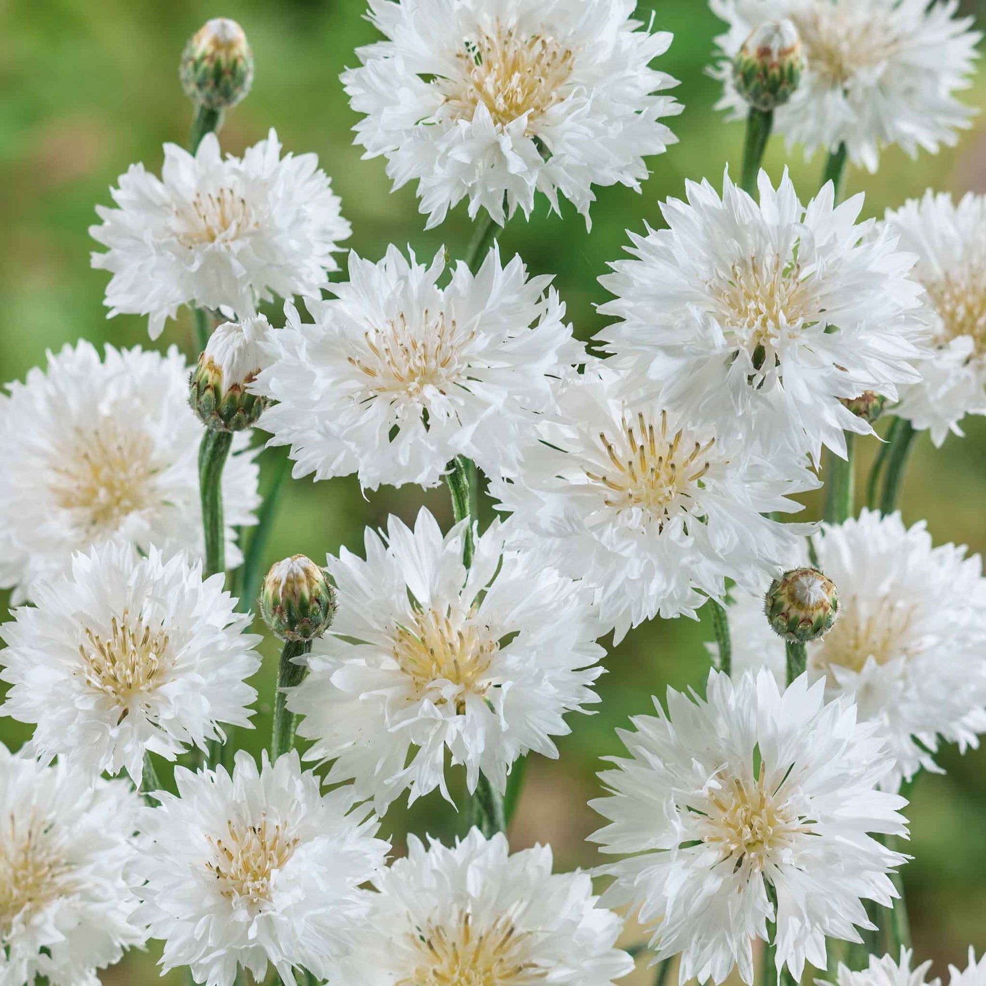White tall cornflowers with green leaves viewed from above on a plain background.