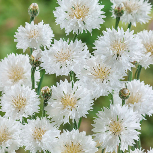 White tall cornflowers with green leaves viewed from above on a plain background.