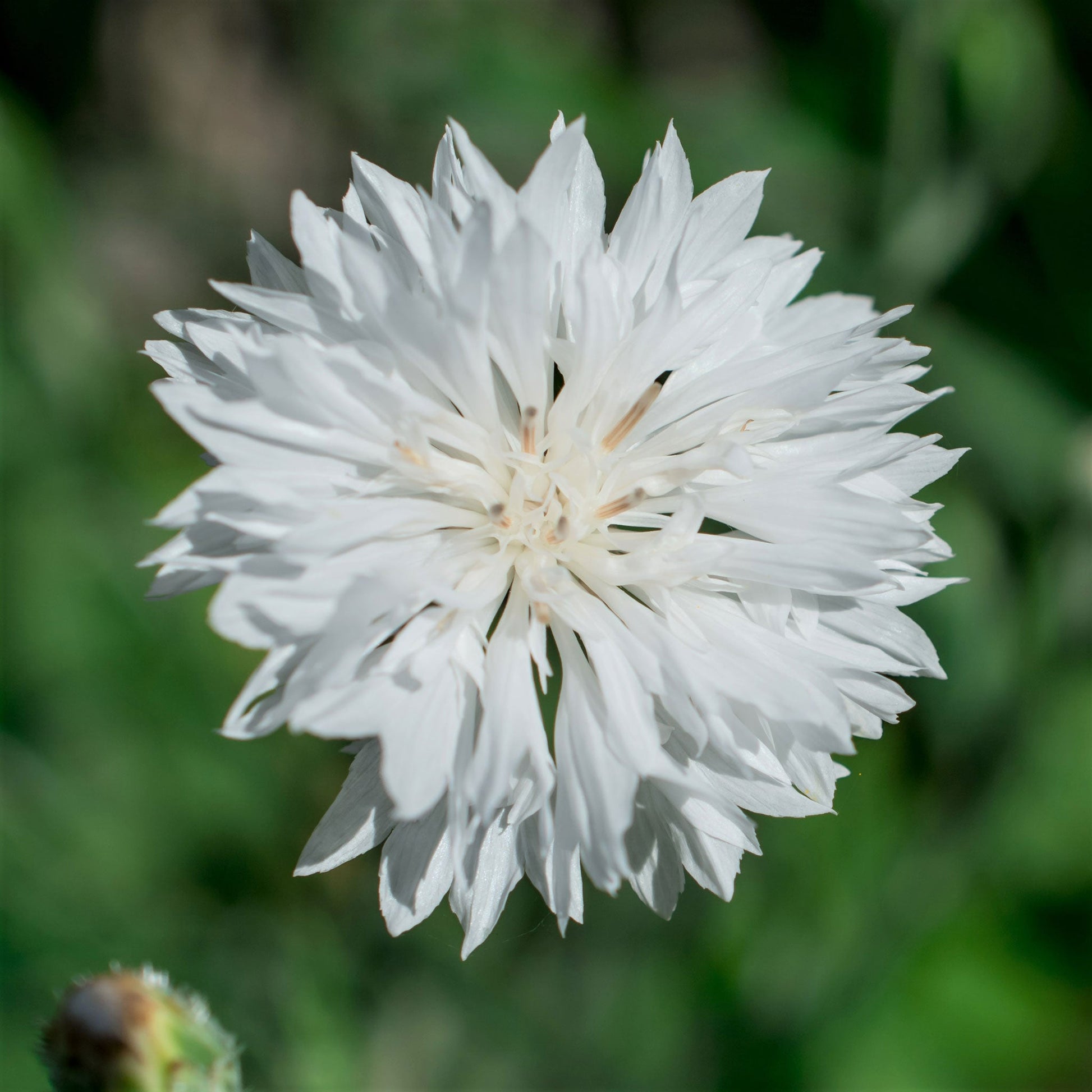 White tall cornflower bloom with green leaves against a blurred green background.