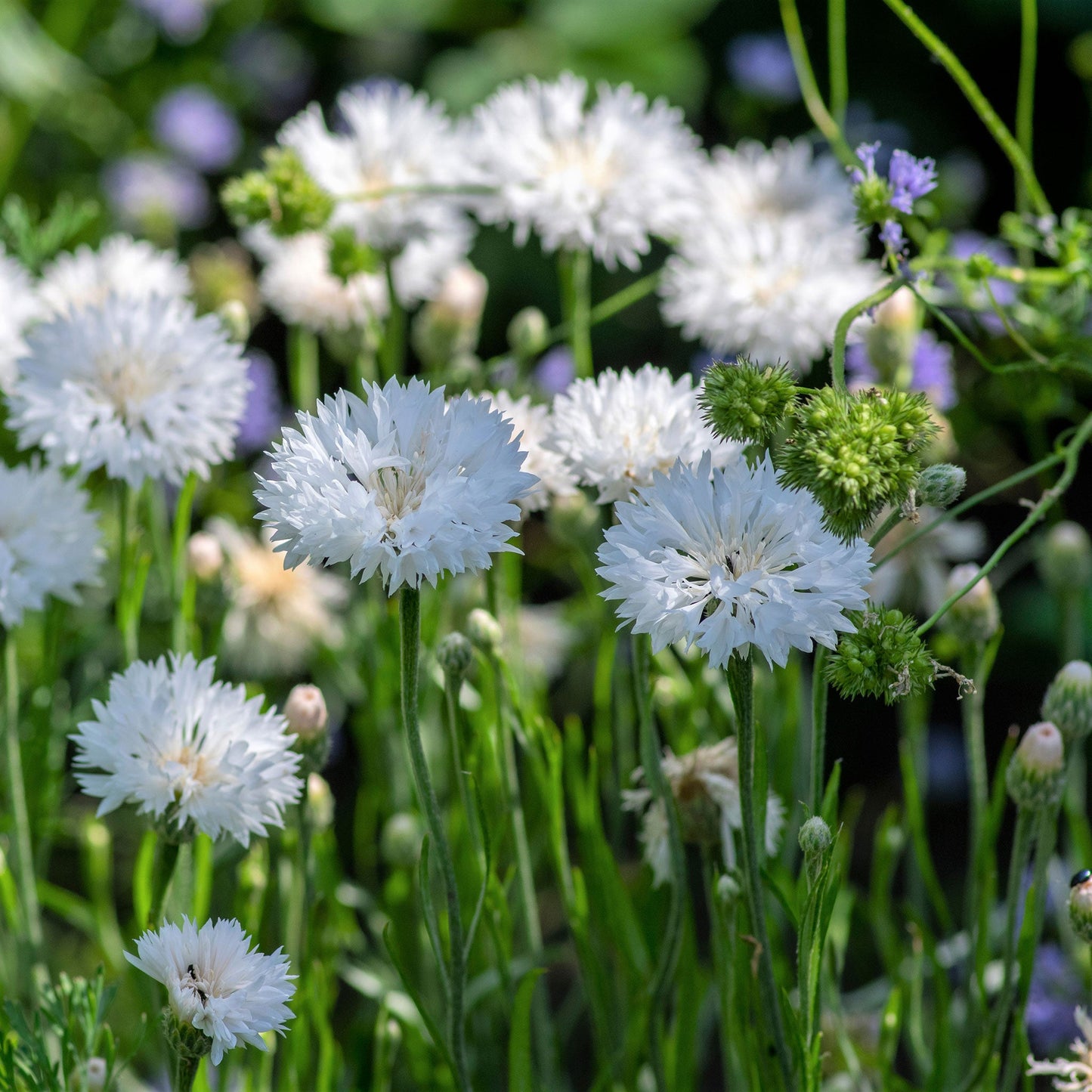 White tall cornflower with green foliage and buds against a bright green background.