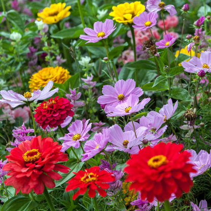A view of the variety of colors in the Cosmic Zen - Zinnia & Cosmos Flower Seed Mix