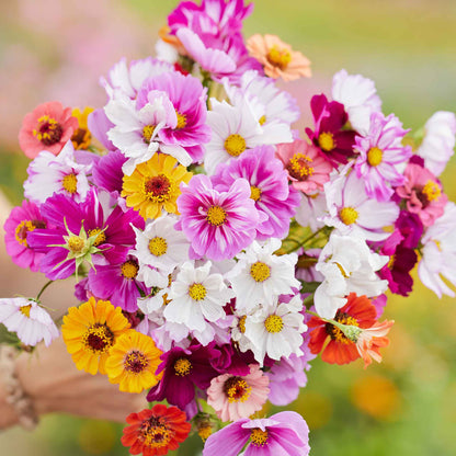 A bouquet of the variety of colors in the Cosmic Zen - Zinnia & Cosmos Flower Seed Mix