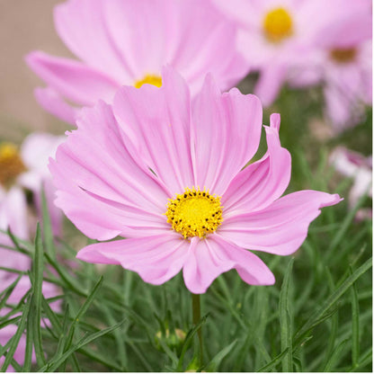 A close-up of a pink and white apollo lovesong cosmos flower in bloom.