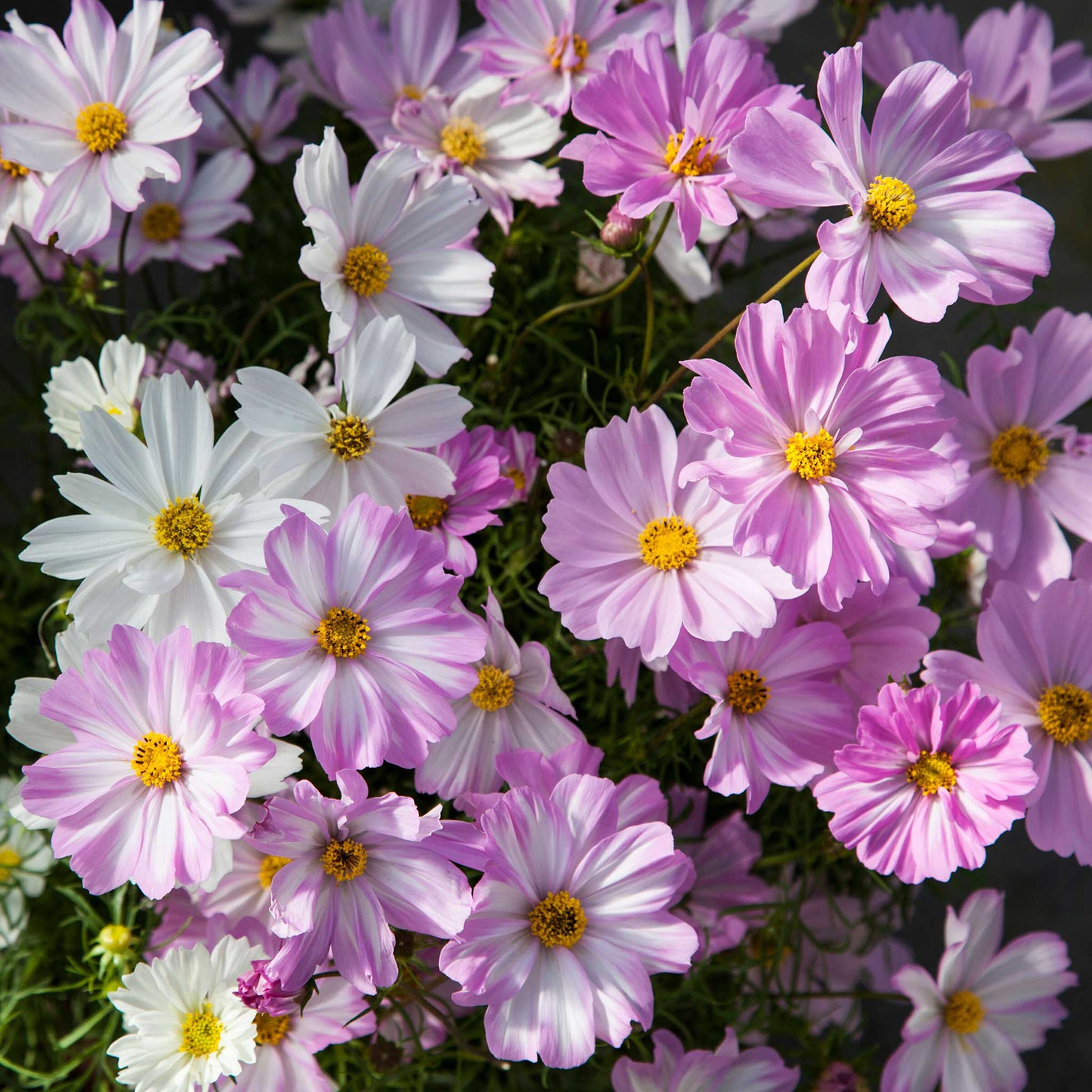 Close-up of a Cosmos 'Apollo Lovesong' flower, featuring pink petals fading to white at the center.