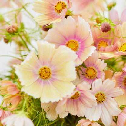 Orange and yellow cosmos apricot lemonade flowers in full bloom with green foliage.
