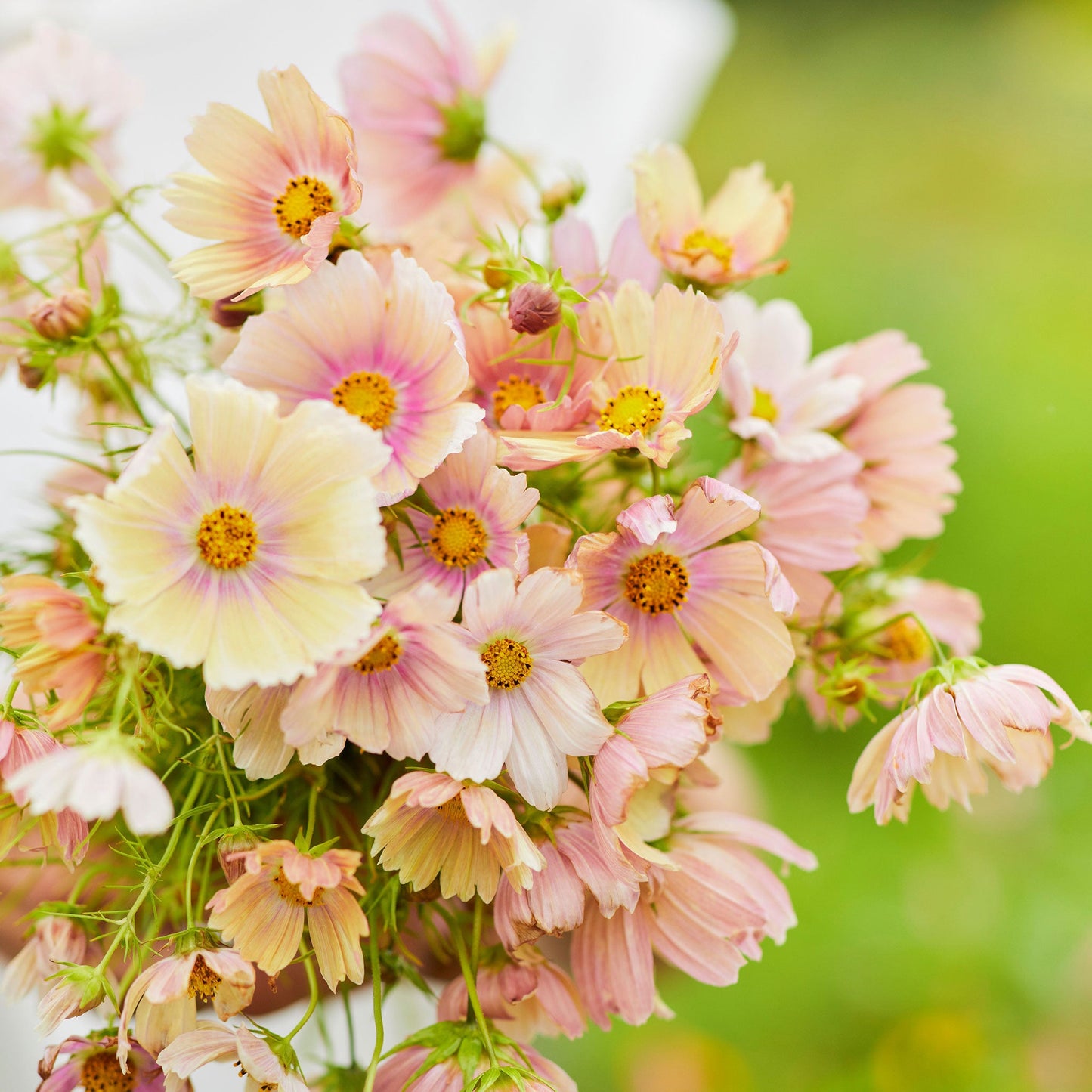 Apricot lemonade cosmos with soft peach blooms and yellow centers against a green background.