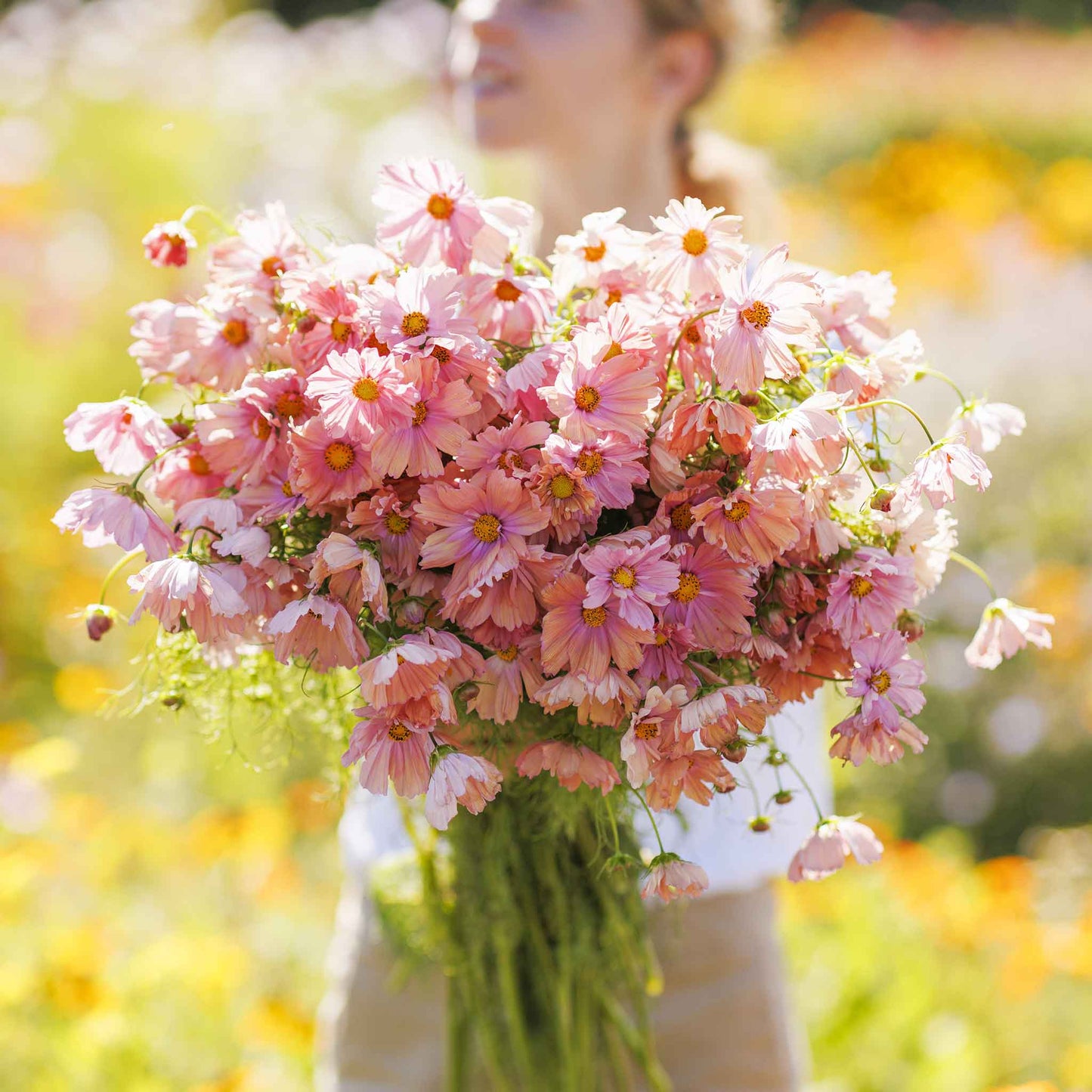 A person holding a bouquet of apricotta cosmos flowers.