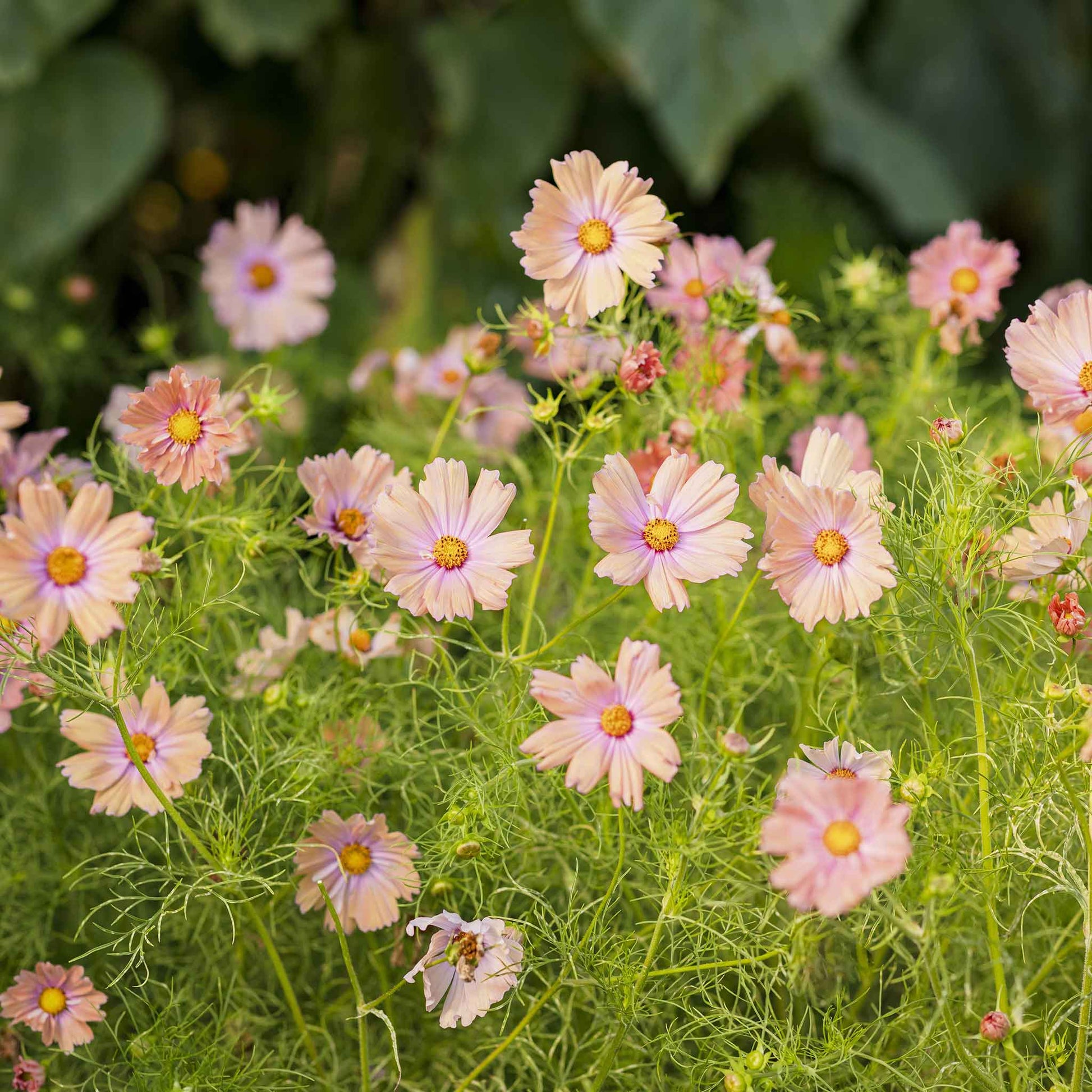 cosmos apricotta flowers in a field with a blurred background