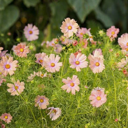 cosmos apricotta flowers in a field with a blurred background