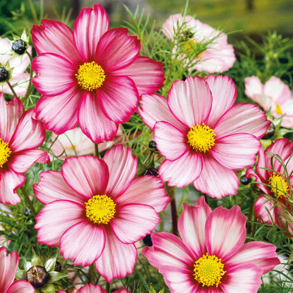 Pink and white cosmos candystripe flowers blooming against a blurred green background.