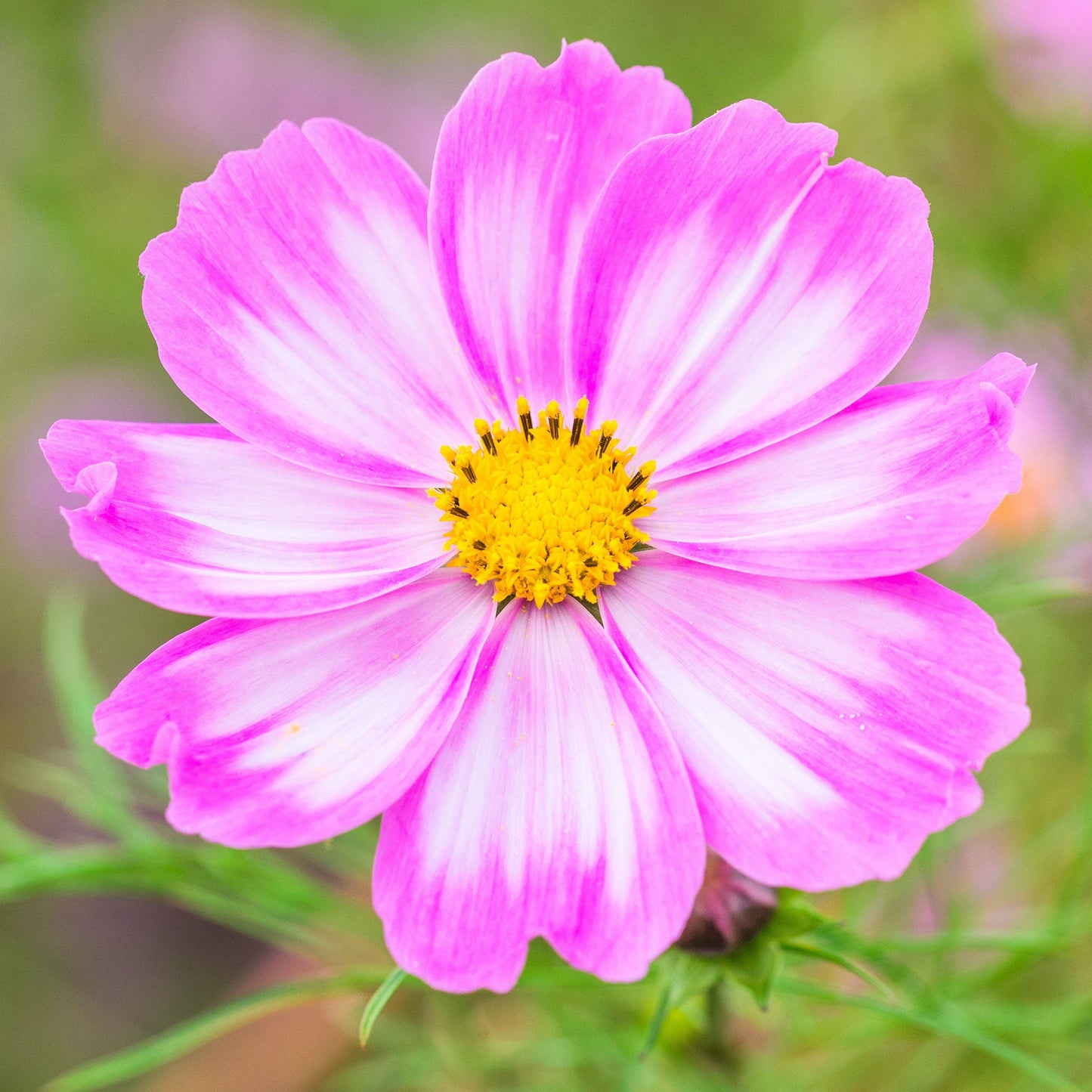 White cosmos candystripe flower with pink stripes against a soft blurred green background.