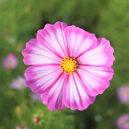 Pink cosmos candystripe flower with white edges against a soft blurred green background.