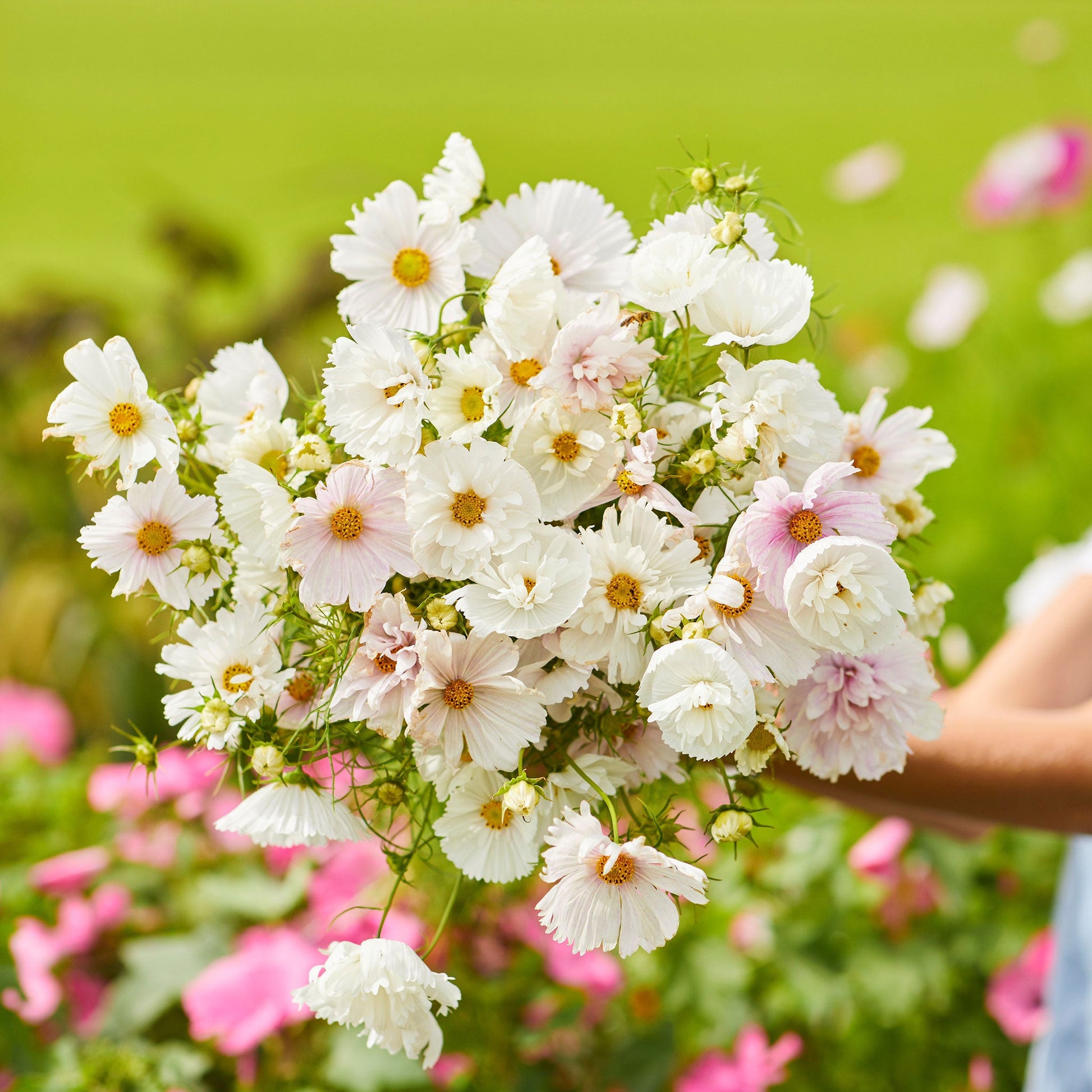 White and pink cupcake blush cosmos with ruffled blooms against a blurred green background.