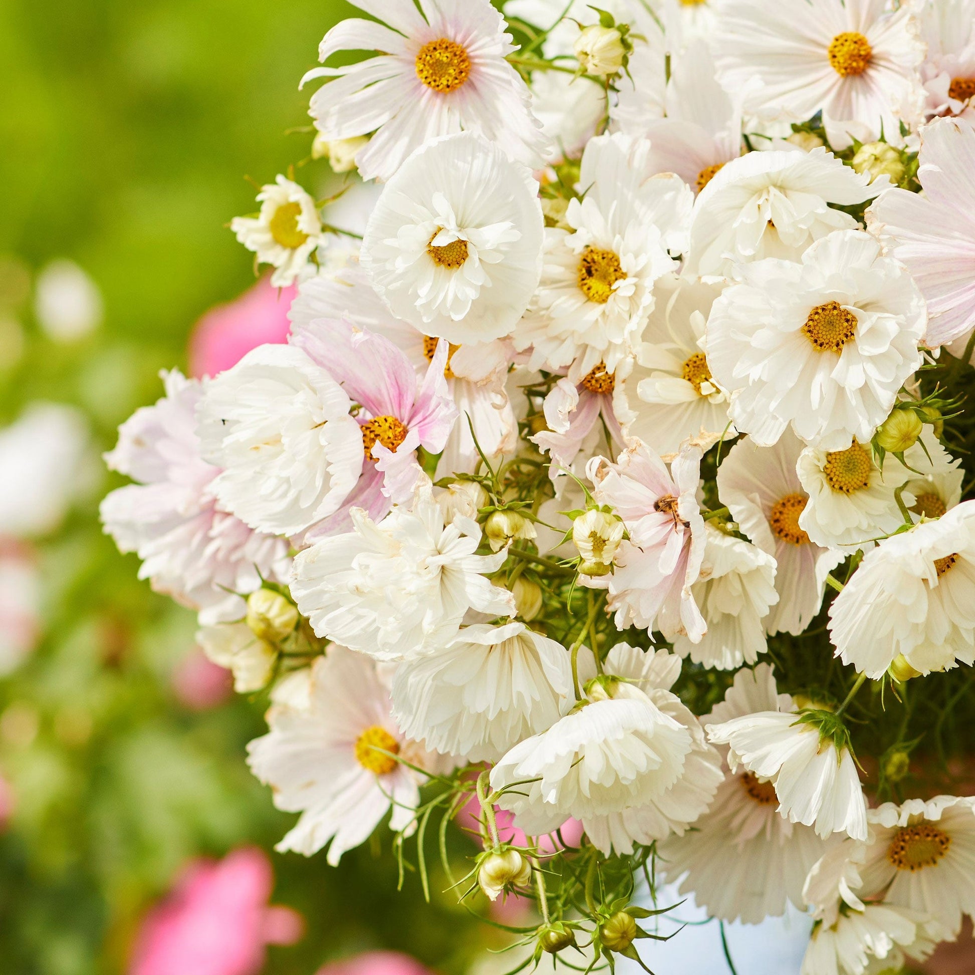 White cupcake blush cosmos with frilly petals blooming in a sunny green garden.