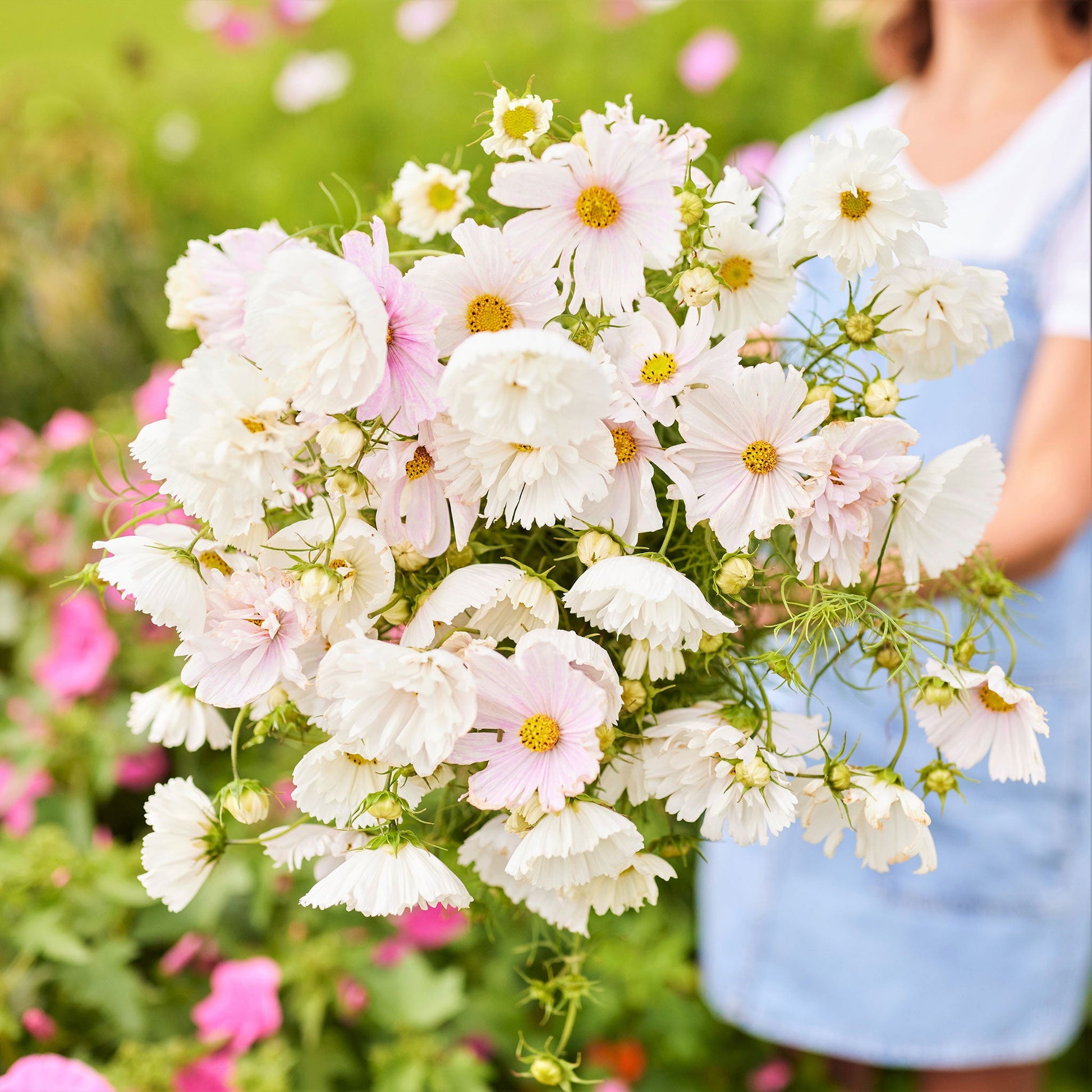 Pale pink cupcake blush cosmos blooms held by a person against a sunny garden background.