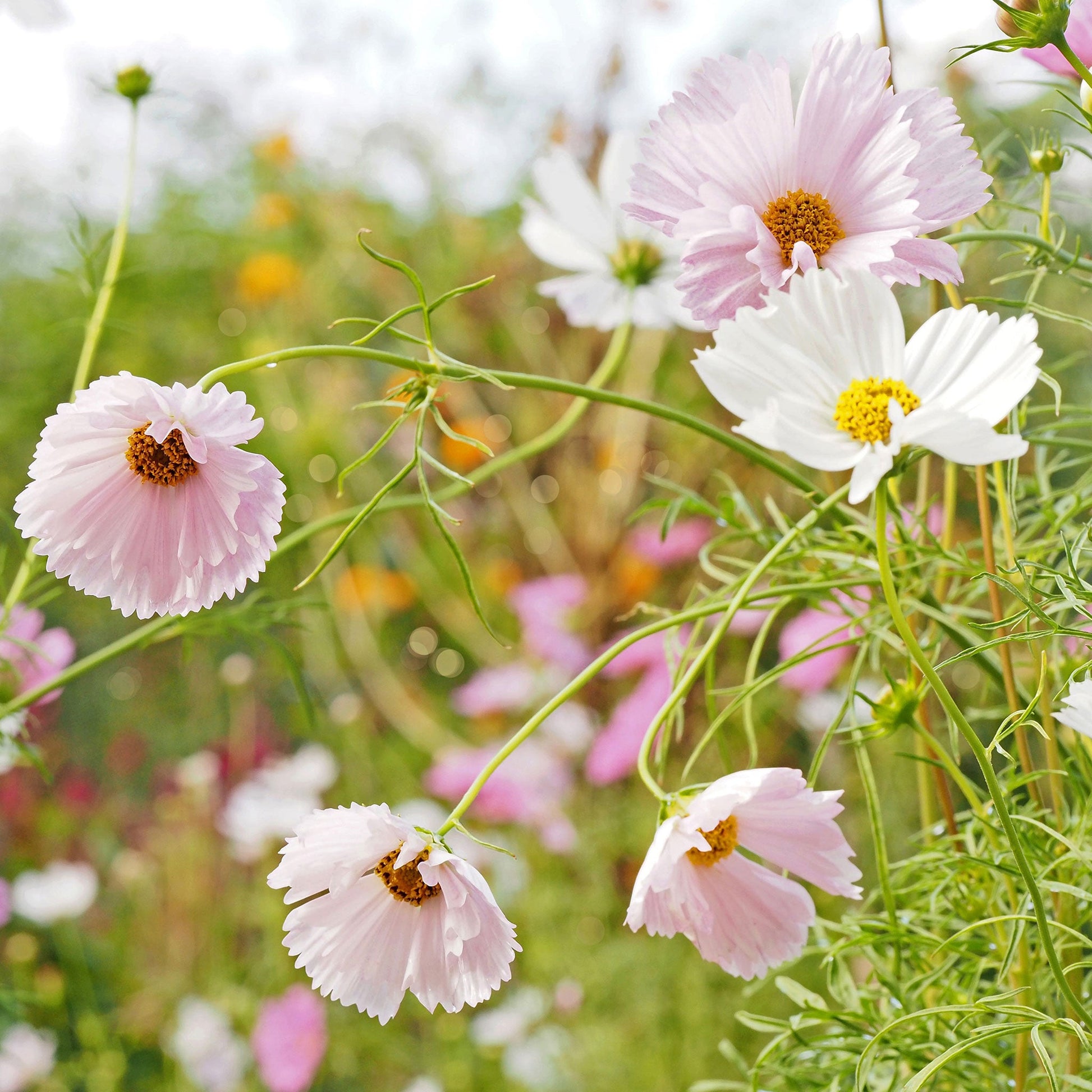 Pink and white cupcake blush cosmos flowers growing in a bright open garden setting.