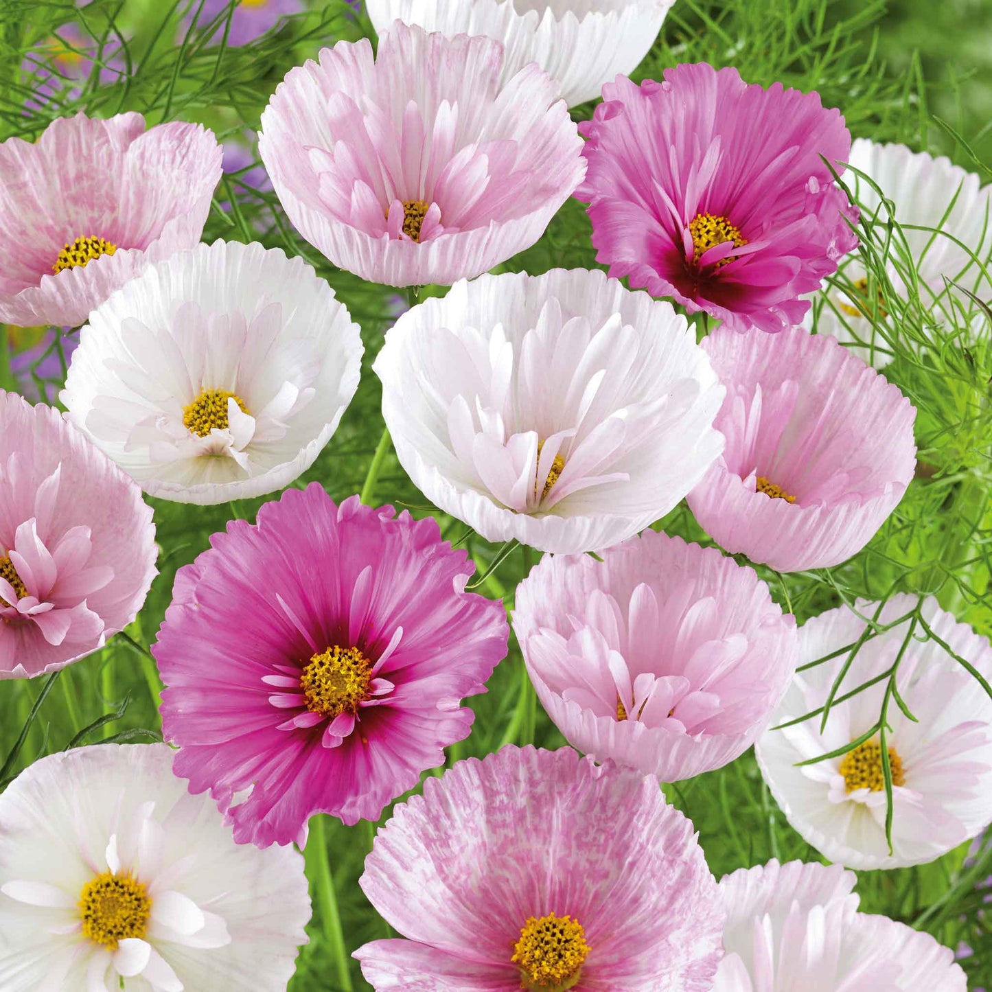 Pink, white, and lilac cupcake mix cosmos ruffled blooms in a bright garden setting.