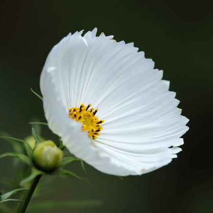 White cupcake cosmos bloom with ruffled petals against a dark blurred background.