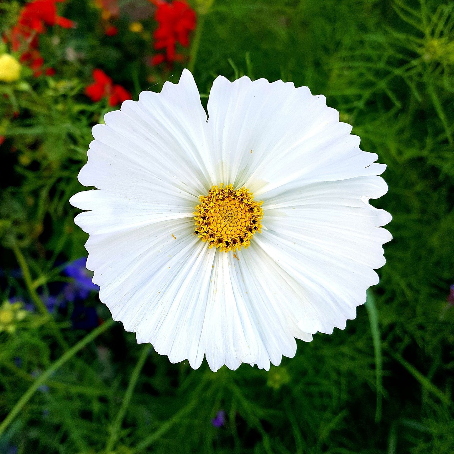 White cupcake cosmos flower with cup-shaped petals against a blurred green background.