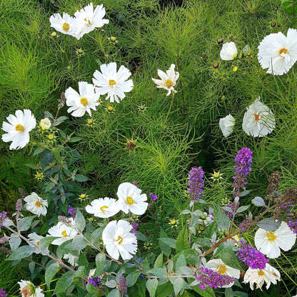 White cupcake cosmos with ruffled center growing in a bright open garden setting.