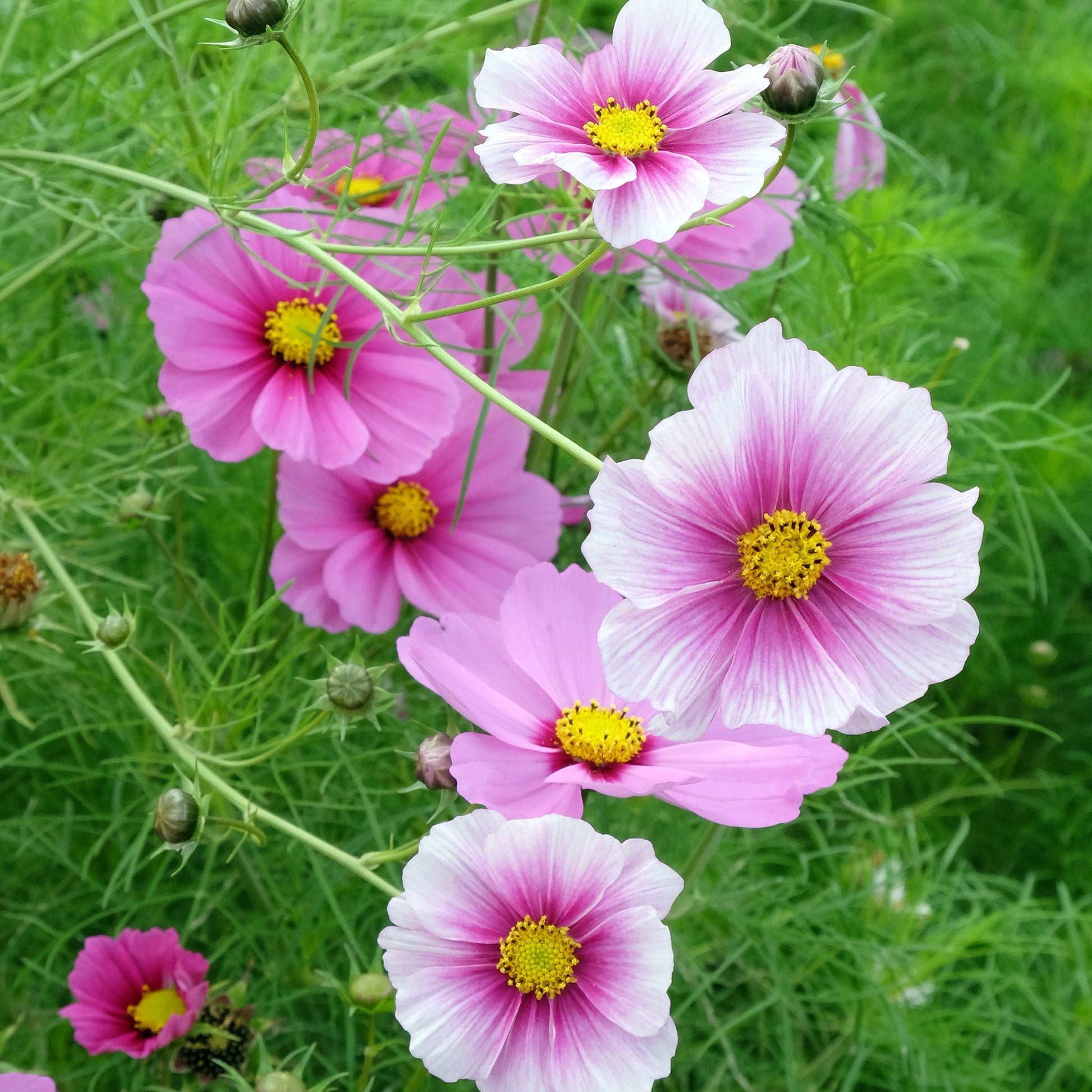 Pink and white daydream cosmos flowers with green stems against a blurred green background.