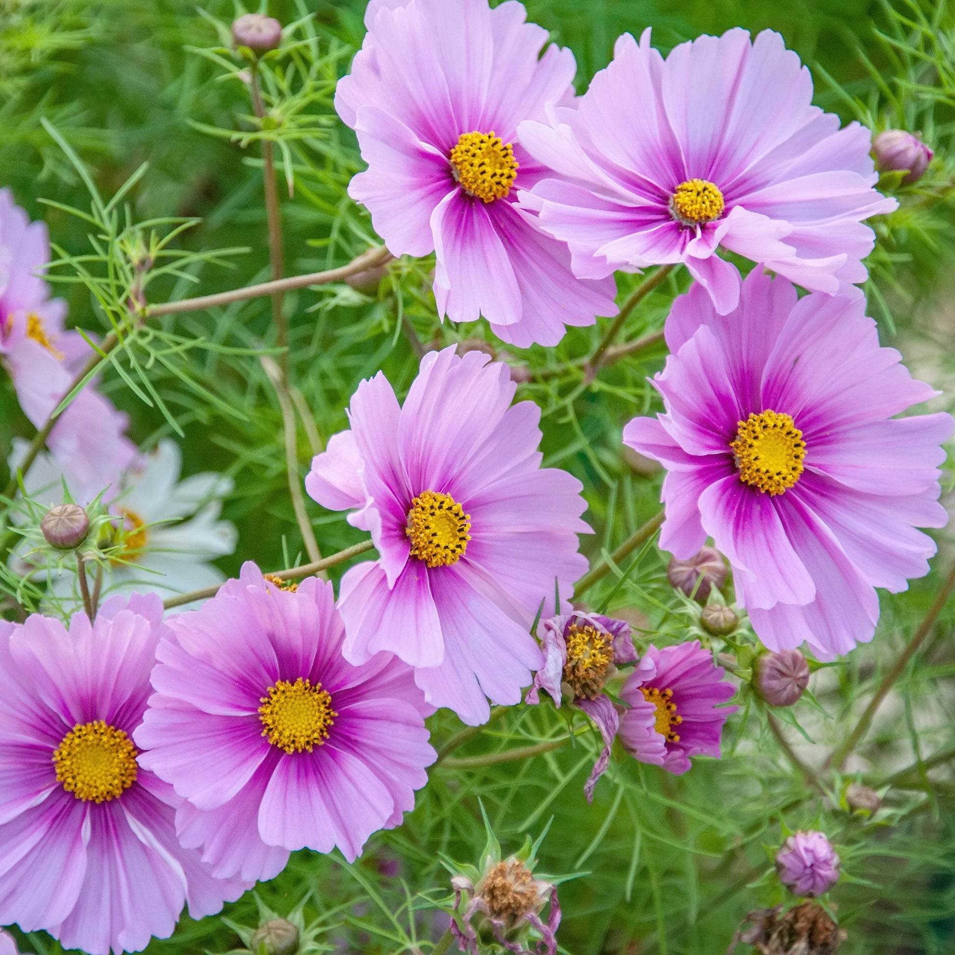 Light pink daydream cosmos with darker pink center against a blurred green background.