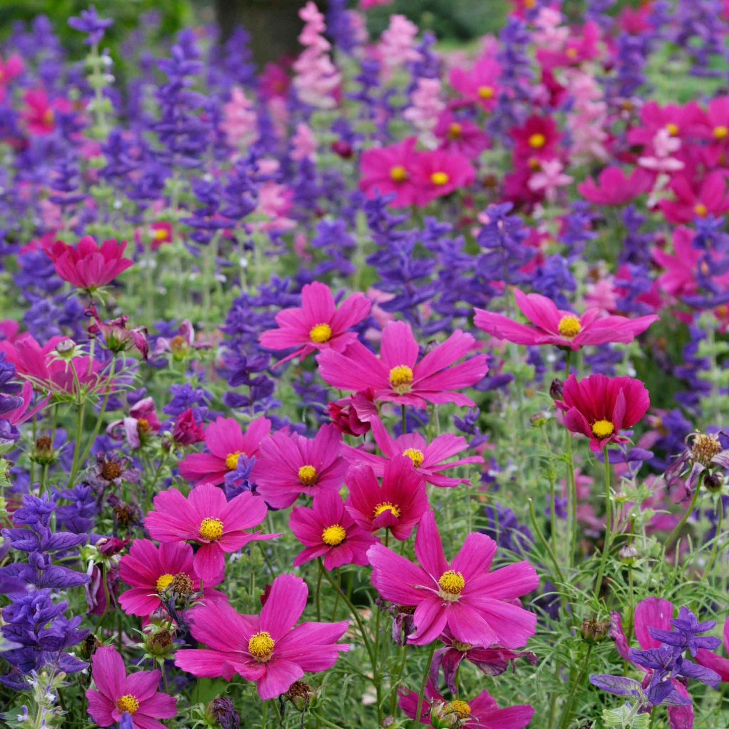 Bright pink cosmos dazzler blooms growing in a colorful mixed garden setting.