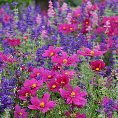 Bright pink cosmos dazzler blooms growing in a colorful mixed garden setting.