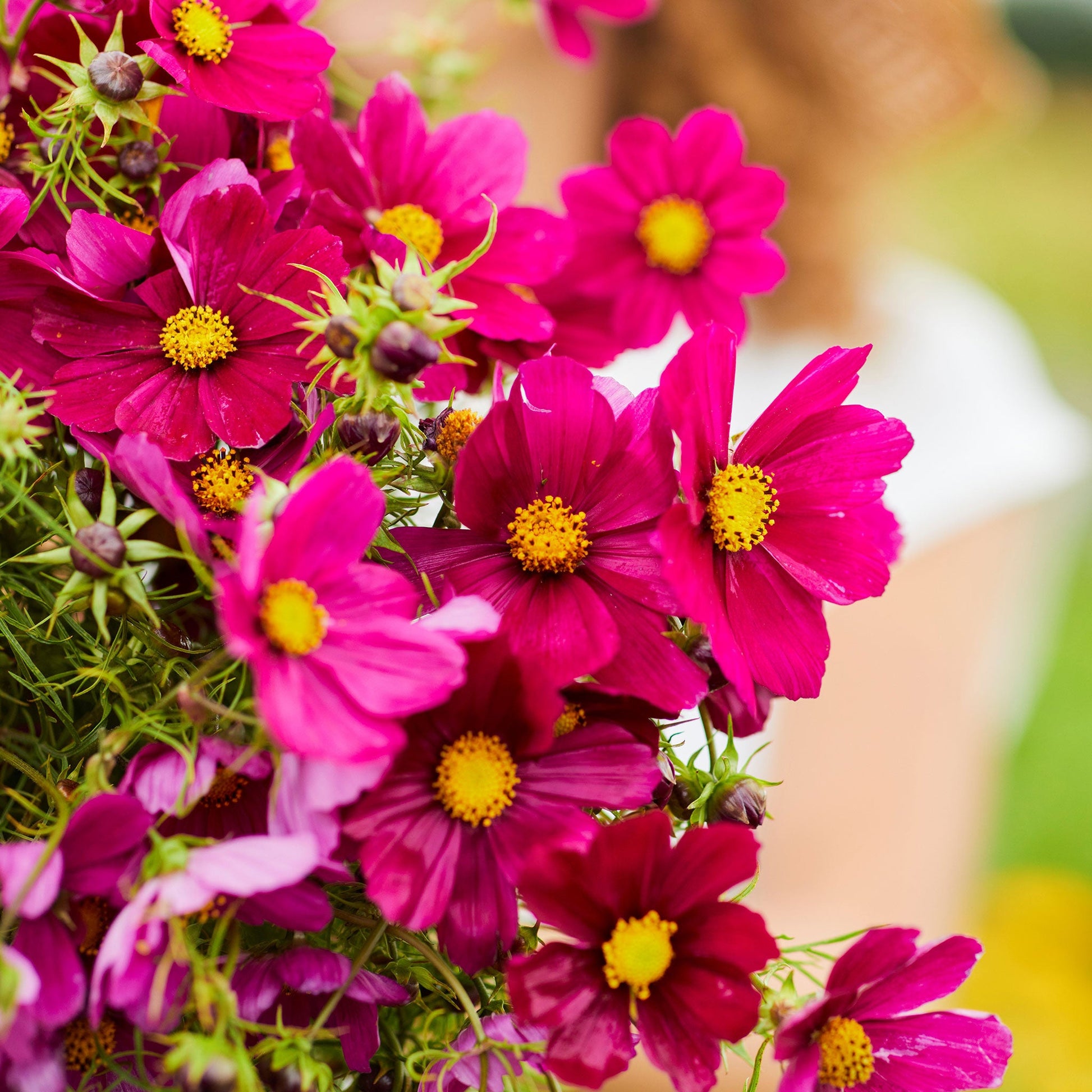 Deep pink cosmos dazzler flower with yellow center against a blurred green background.