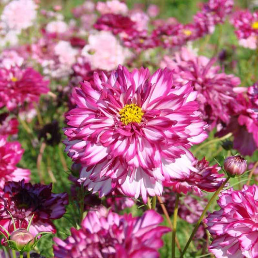 Violet and white double click double violet cosmos against a blurred green background.