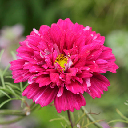 A close-up view of a deep cranberry-colored, double-layered cosmos flower head with green foliage.