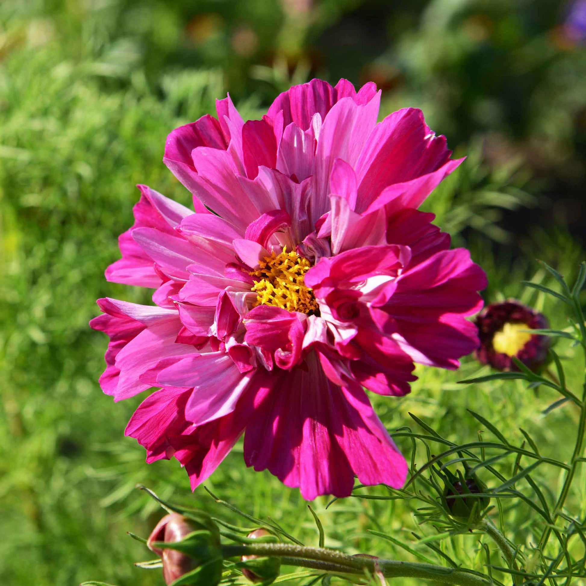Close-up of a double-flowered cosmos in a deep cranberry-red hue.