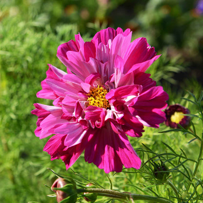 Close-up of a double-flowered cosmos in a deep cranberry-red hue.