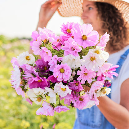 Pink ruffled double click mix cosmos flowers held by a person against a sunny background.