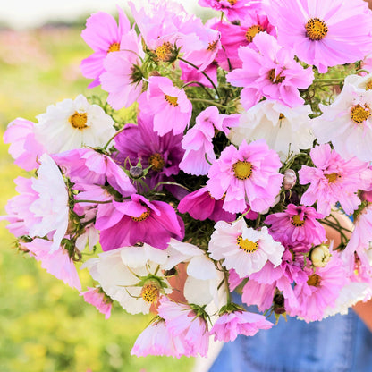 Pink and white double click mix cosmos in a bunch against a plain light background.
