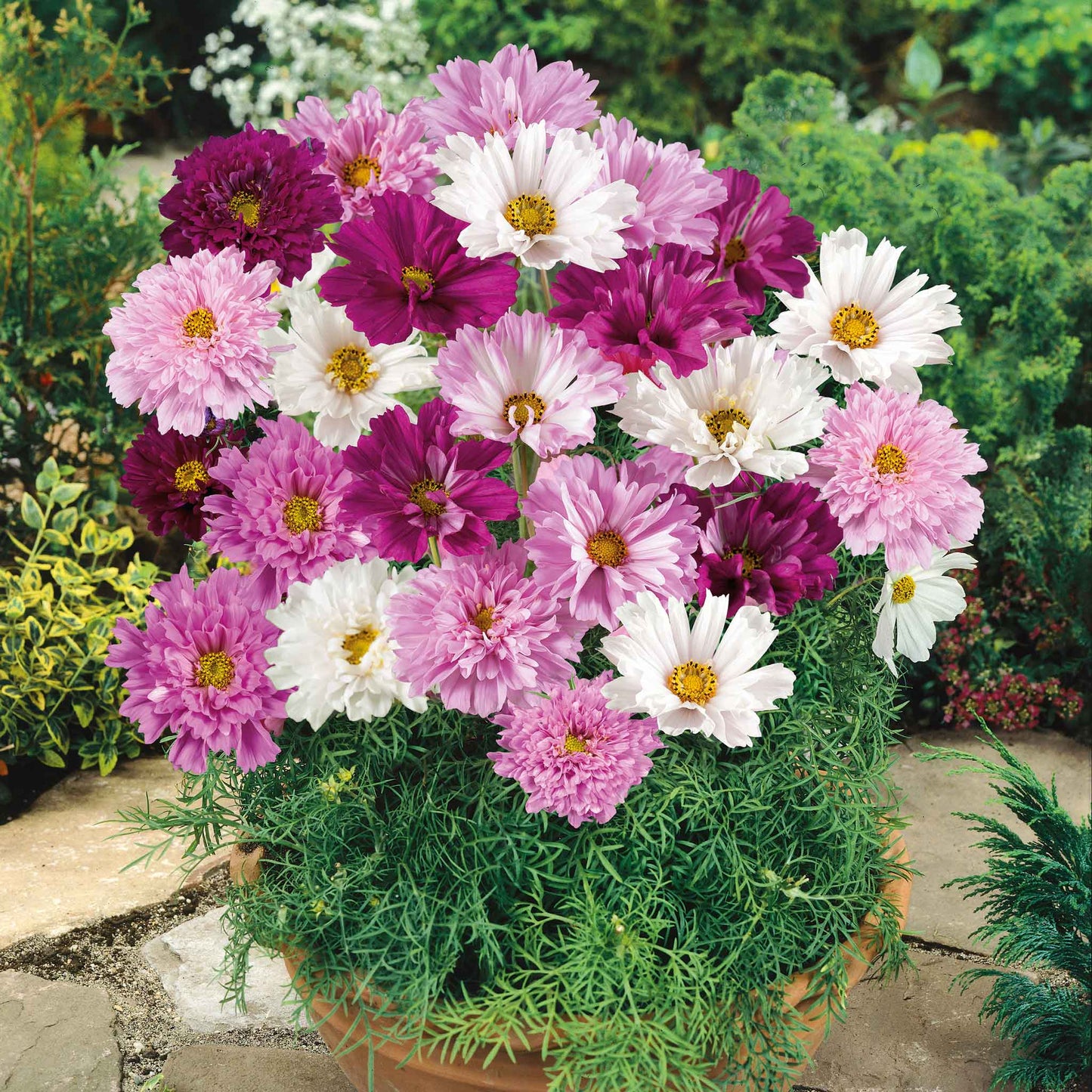 Pink and white double click mix cosmos ruffled blooms in a bright garden setting.