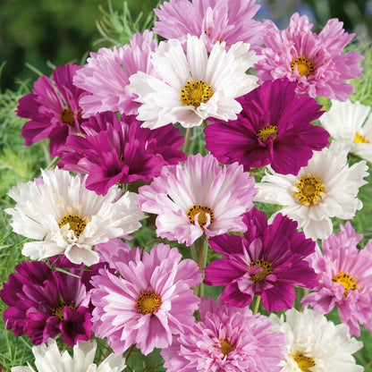 Pink and white double click mix cosmos ruffled blooms in a bright garden setting