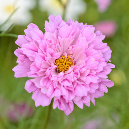 Rose pink double click rose bon bon cosmos flowers against a soft blurred background.