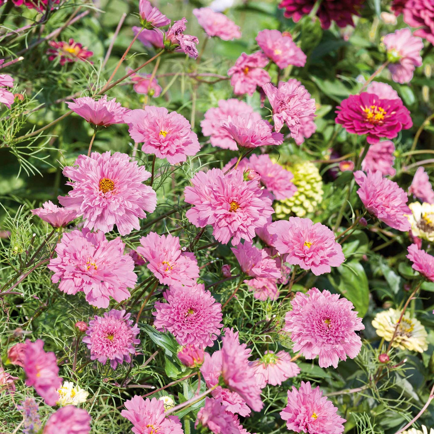Pink double click rose bon bon cosmos blooms growing in a bright garden setting.