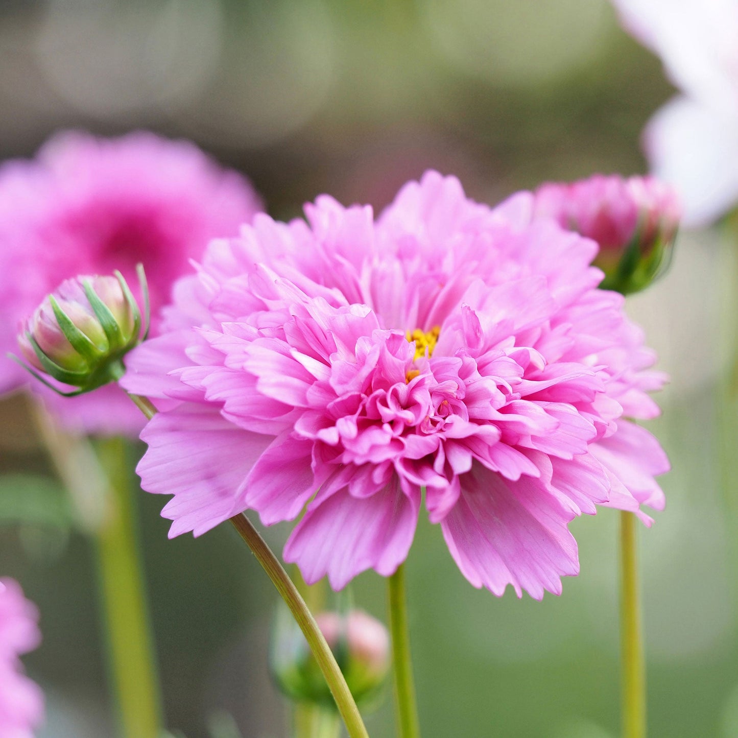 Pink double click rose bon bon cosmos bloom against a blurred green background.