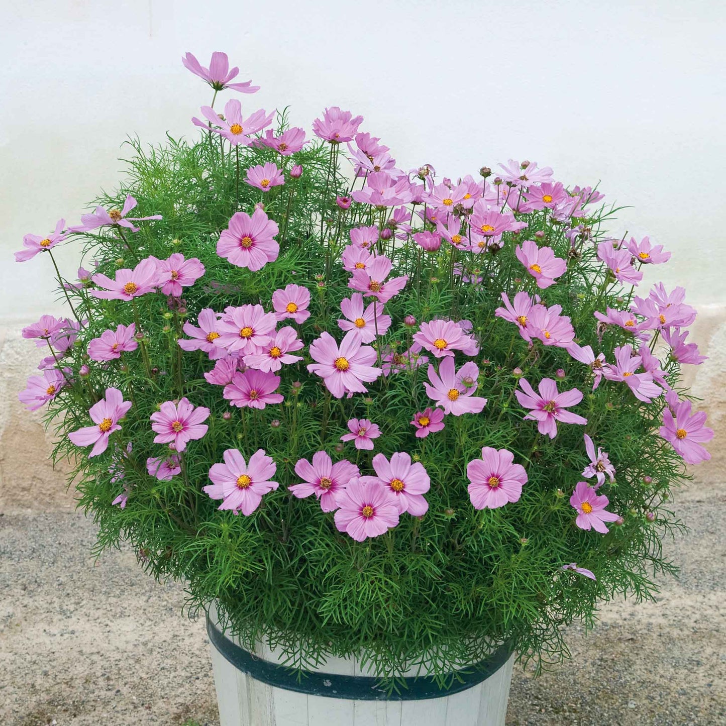 Pink cosmos dwarf early rose flowers growing in a pot against a plain background.
