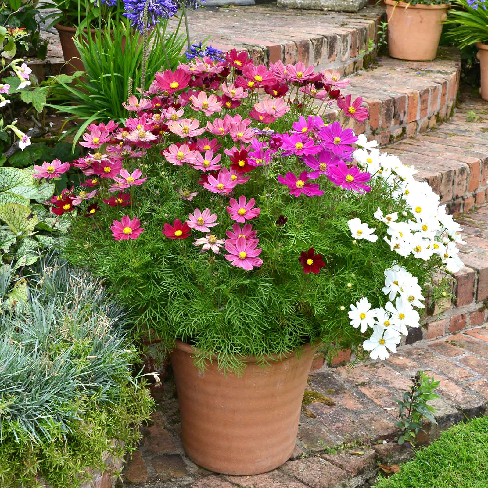 Colorful cosmos dwarf sensation mix in pink and white in a bright garden setting.