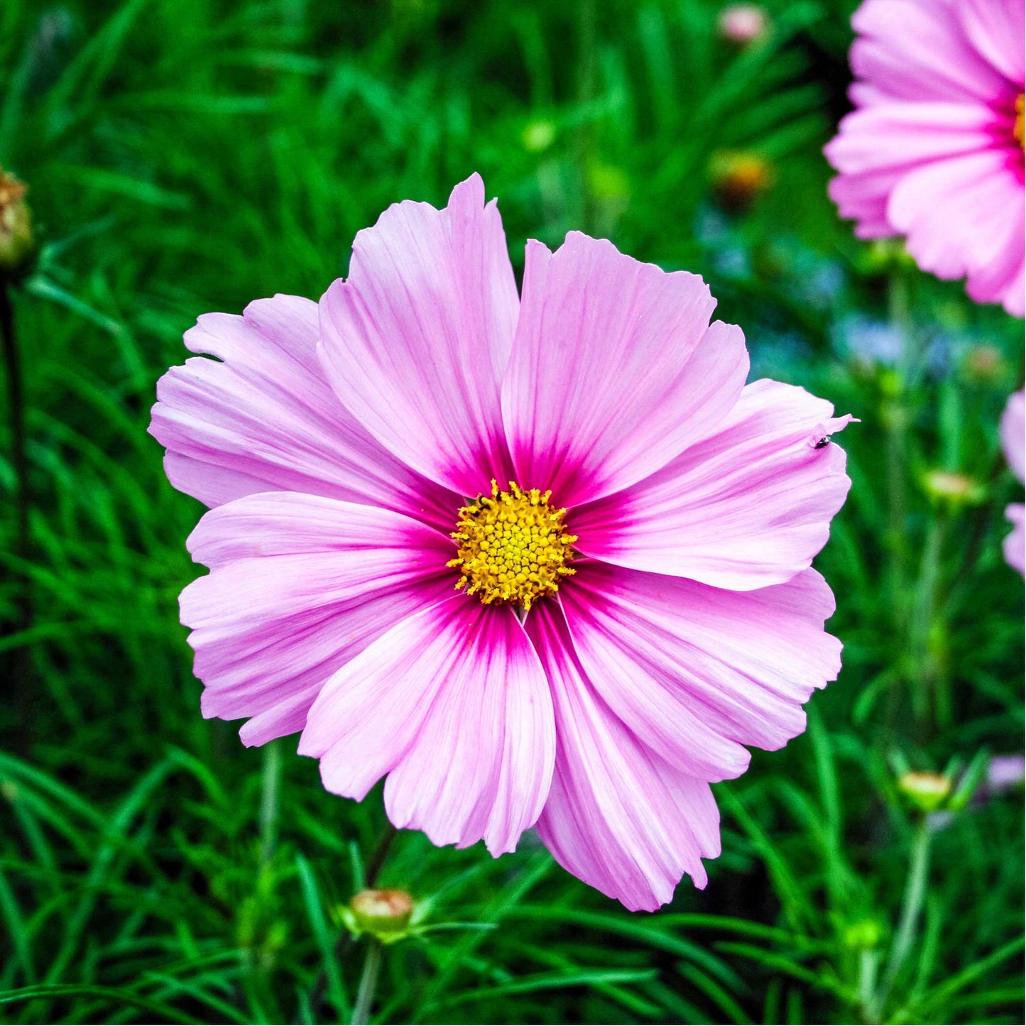 Bright pink cosmos gloria flower with yellow center against a blurred green background.