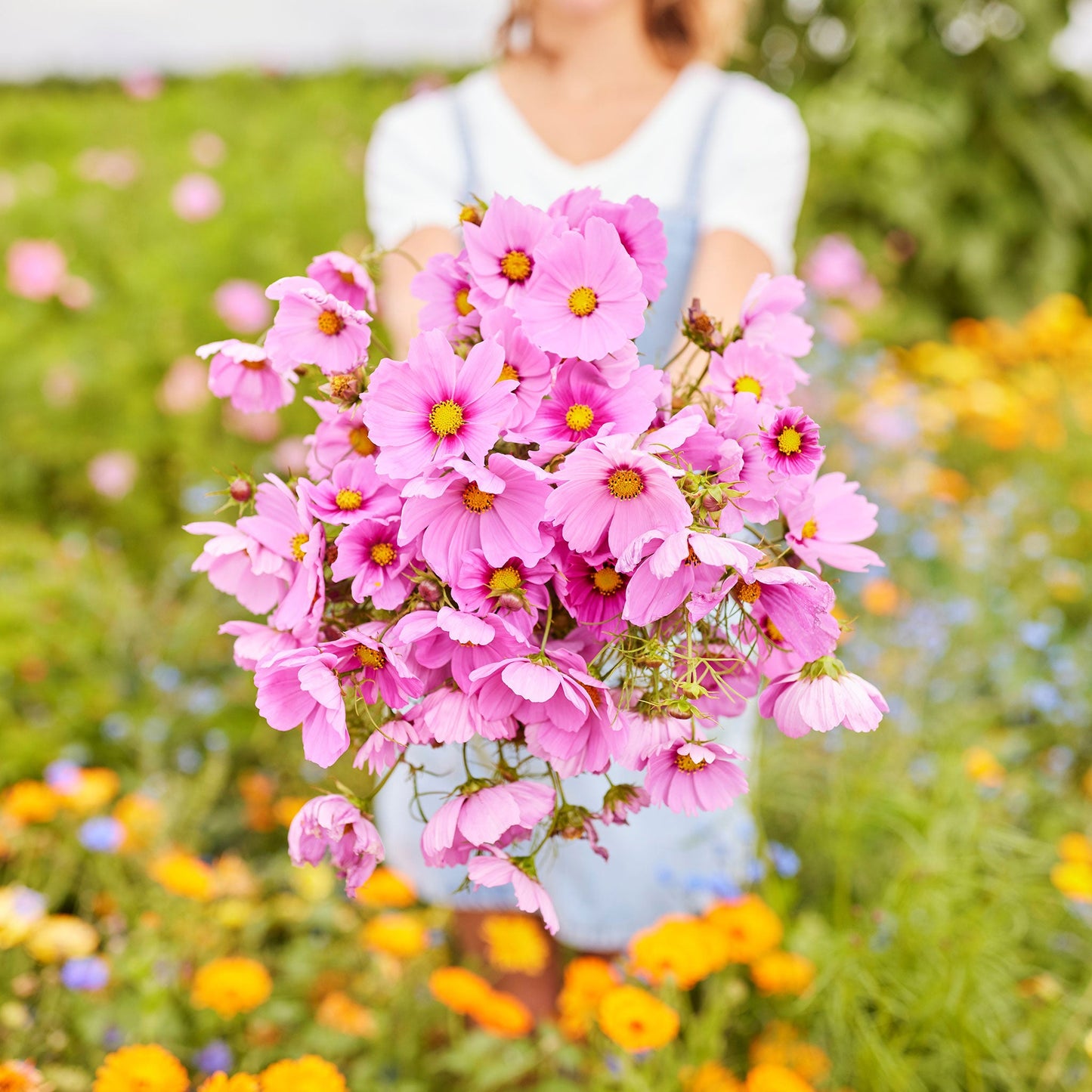 Pink and white cosmos gloria flowers in a bunch against a sunny outdoor background.