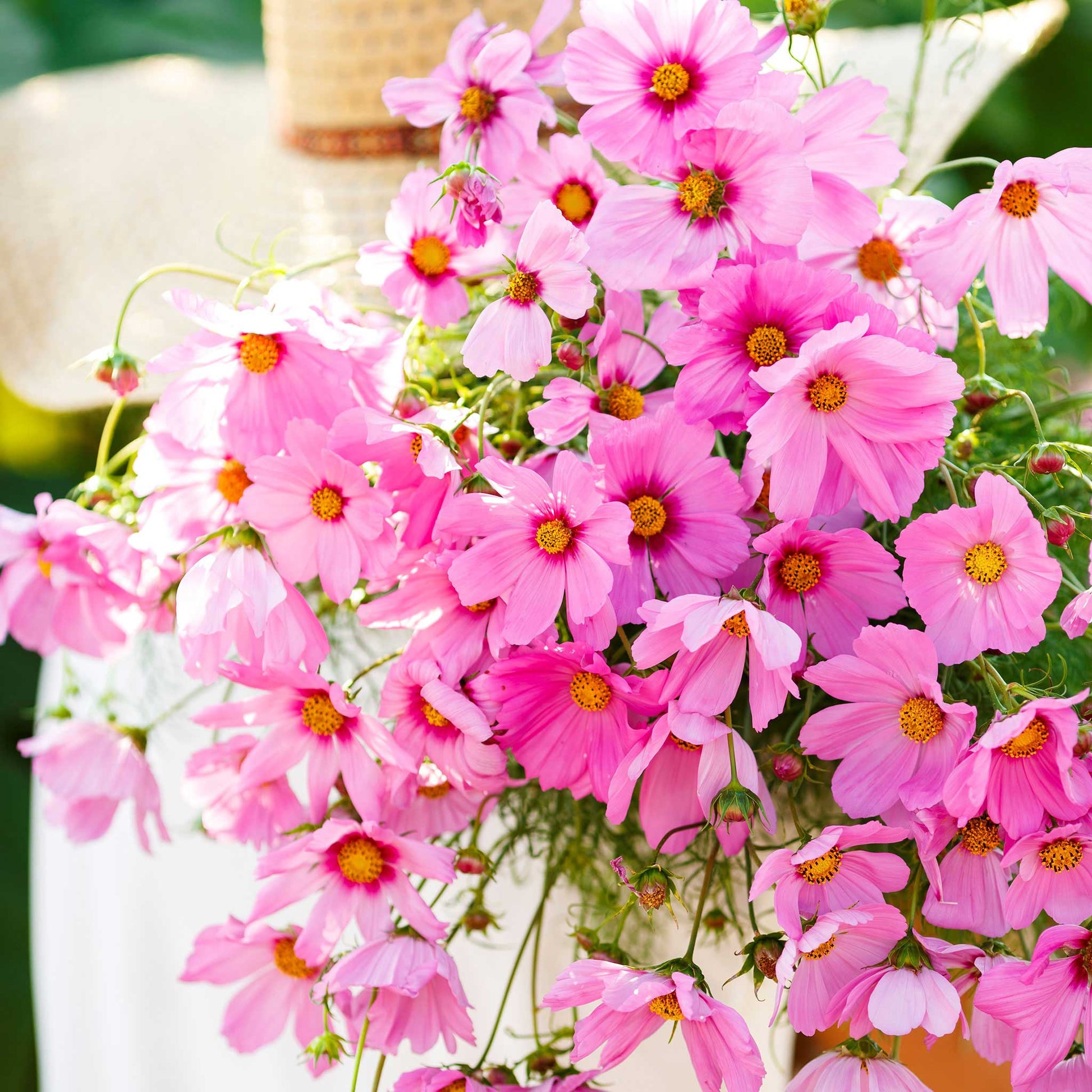 Pink-orange cosmos gloria flowers blooming in a bright mixed garden setting.