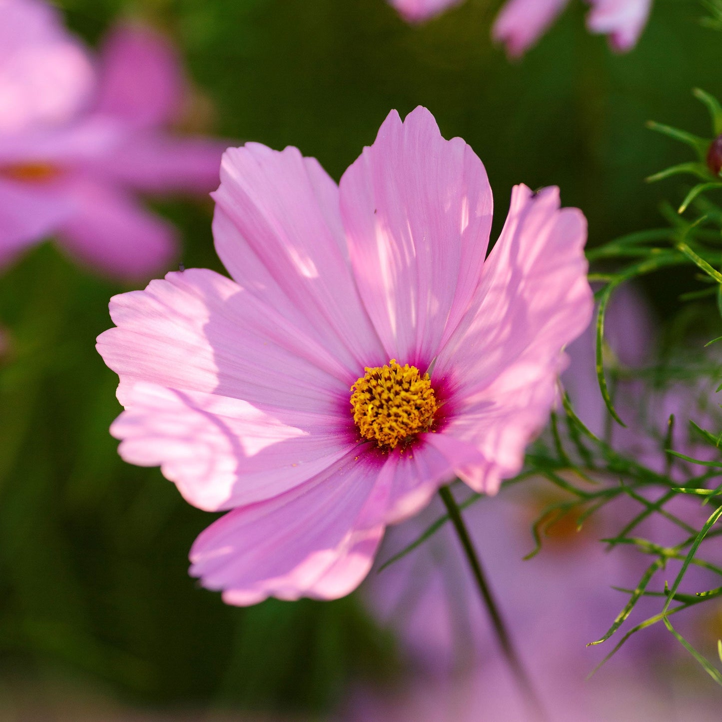 Pale pink cosmos gloria flower with yellow center against a blurred green background.