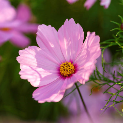 Pale pink cosmos gloria flower with yellow center against a blurred green background.