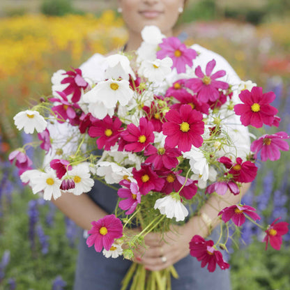 Hot pink and white cosmos hot pink and white mix blooms in a bright garden setting.