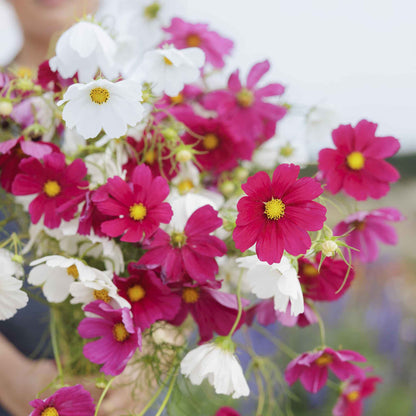 Hot pink and white cosmos flowers with feathery foliage against a green background.